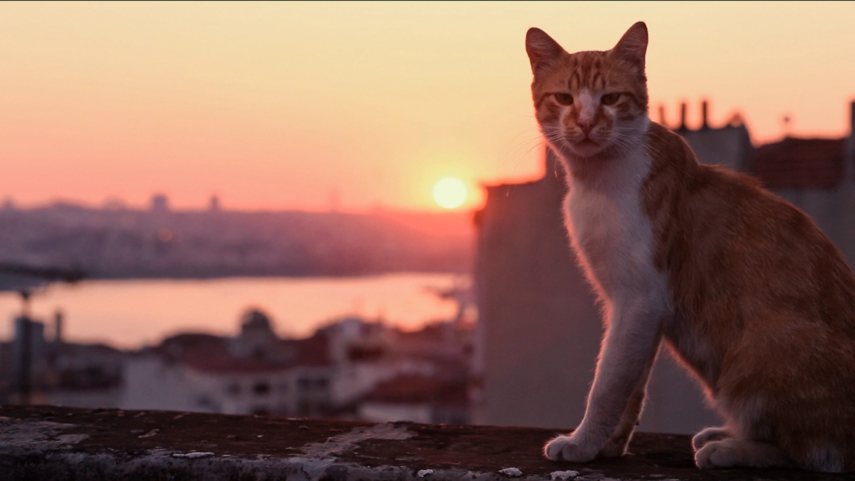 Thế Giới Loài Mèo (Kedi)